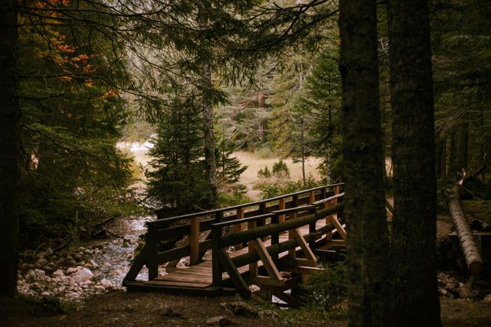 Brown Wooden Footbridge under Trees